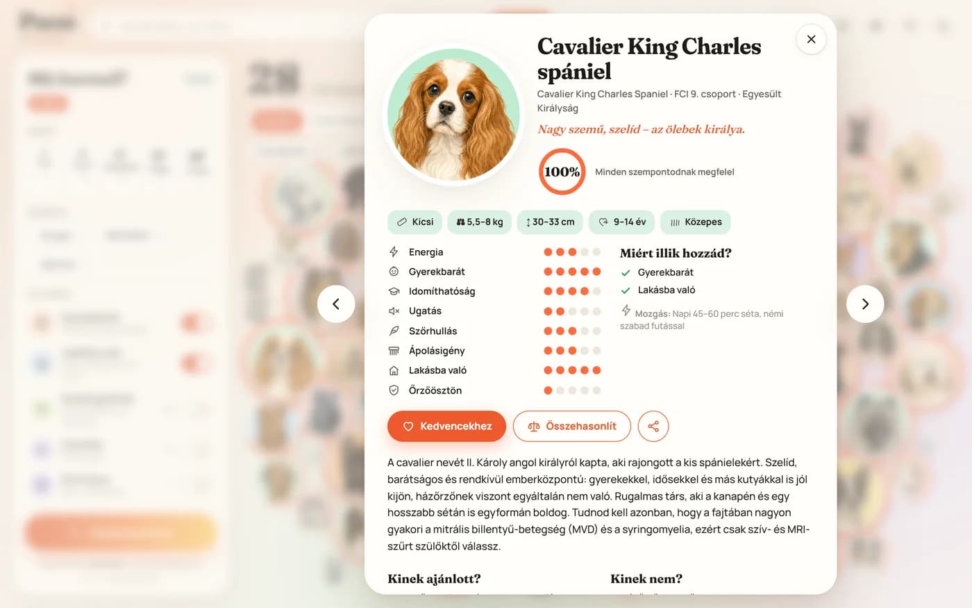 A Cavalier King Charles spániel fajtakártyája: portré, 100%-os illeszkedés, pontozott jellemzők, leírás és hogy kinek ajánlott.
